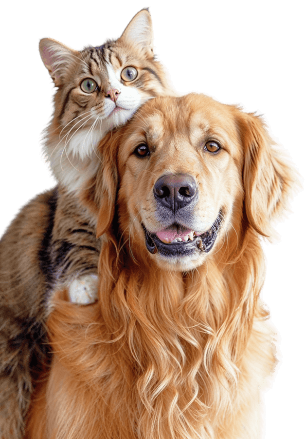 cat on dogs back min