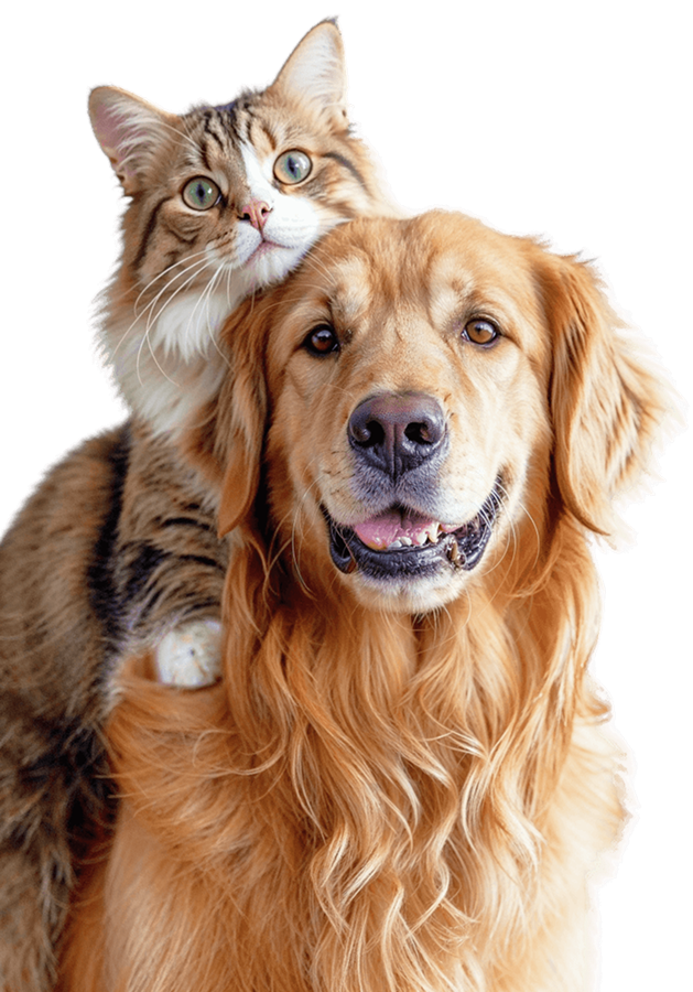 cat on dogs back