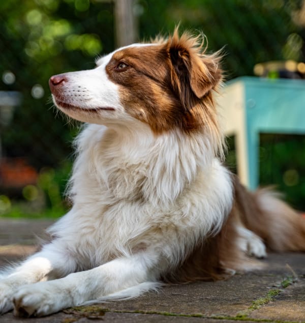 collie-laying (1) collie laying down looking off into the distance