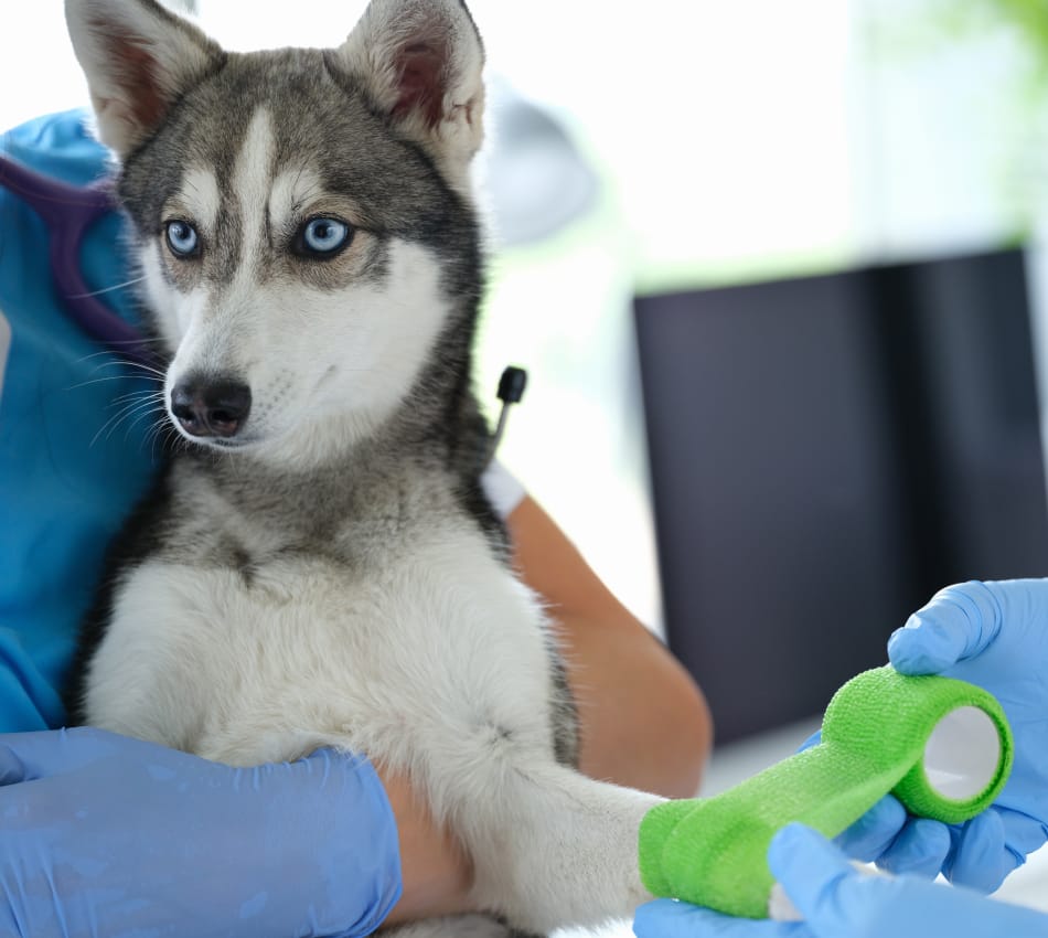 husky-bandaged (1) husky being bandaged