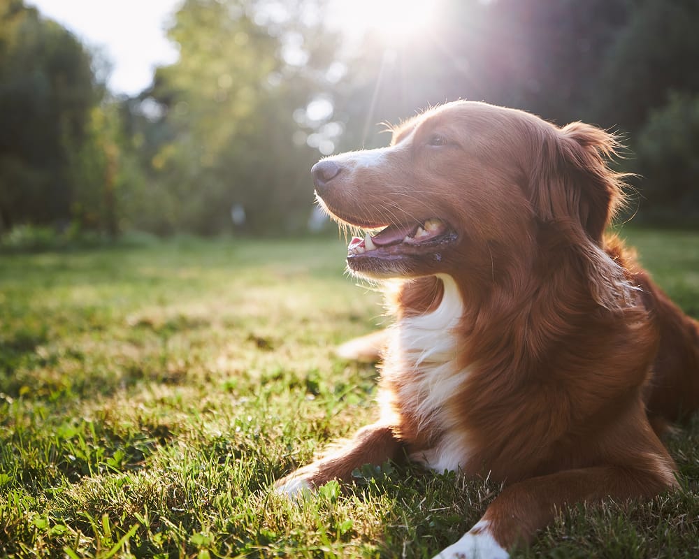 dog laying in the grass