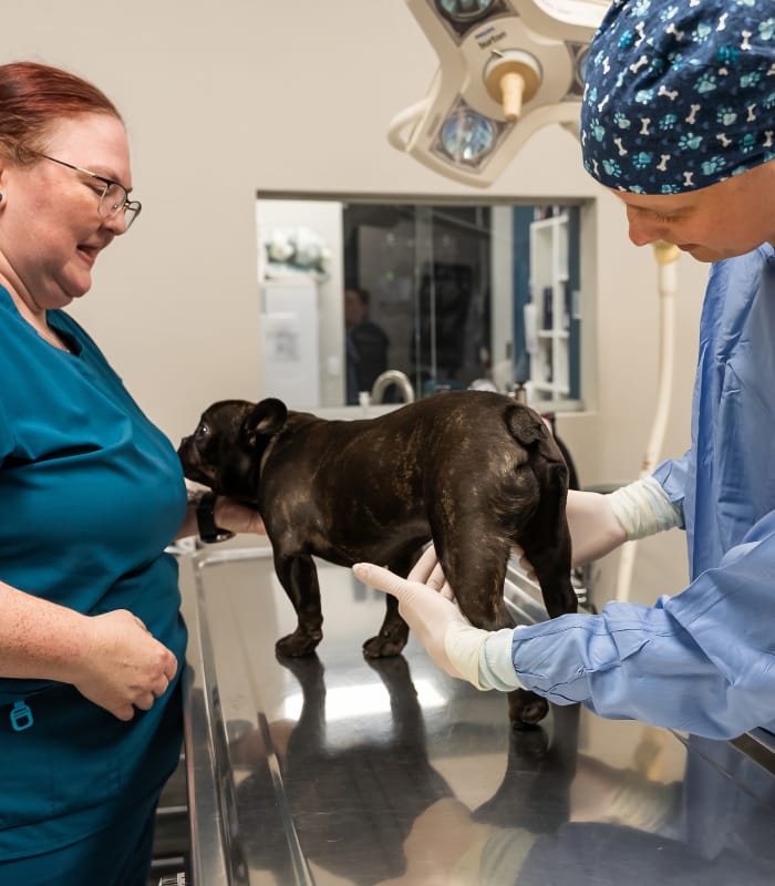 Hip Dysplasia & Luxation vet examining dog's hip
