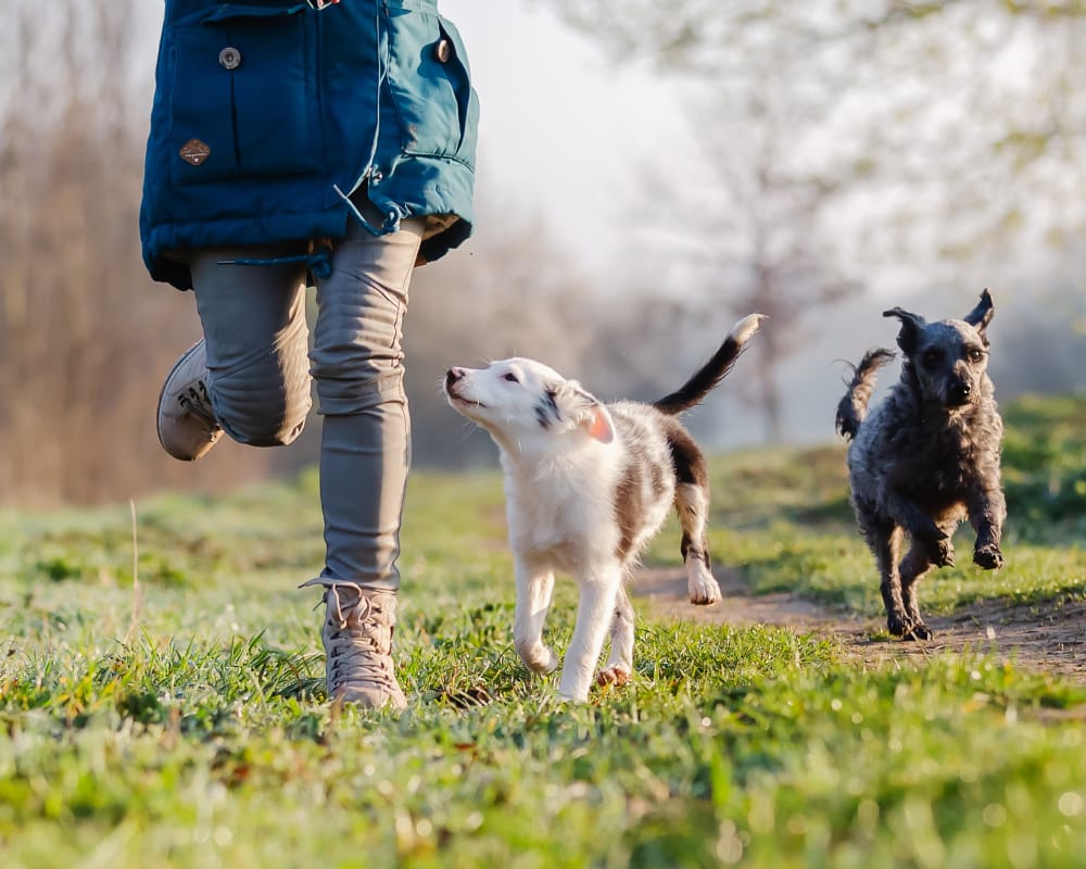 woman and dogs running together