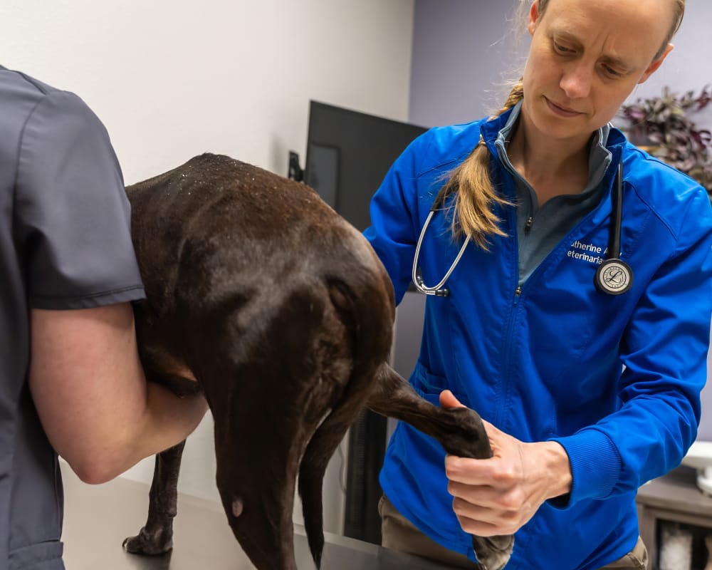 cruciate knee repair dog being examined by surgeon katherine alley