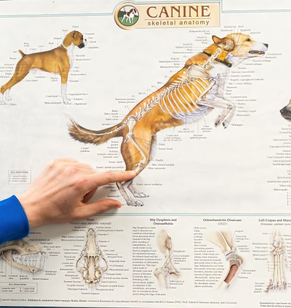 degeneration-patella vet pointing to canine anatomy chart