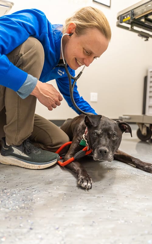 surgeon katherine alley checks dogs heart rate