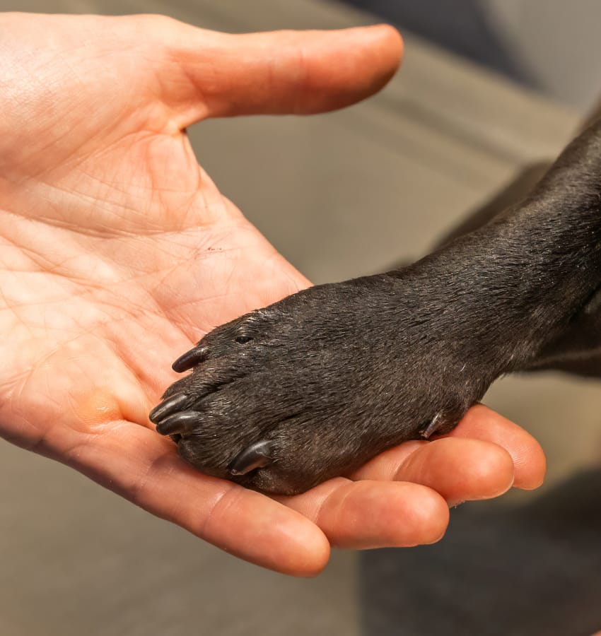 surgery-hand-paw paw in hand