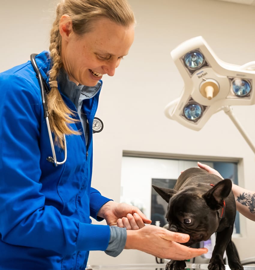 surgeon katherine alley checks meets french bulldog