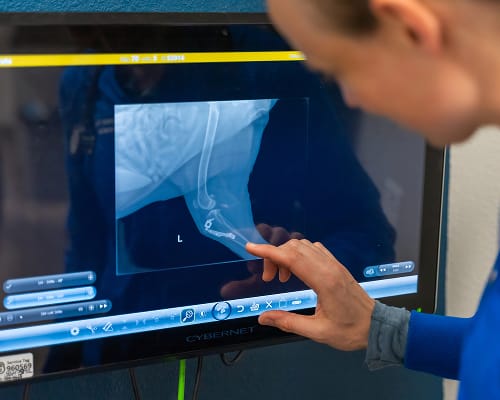 vet examines x-rays